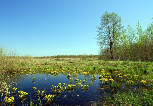 spring landscape with many yellow flowers on bog