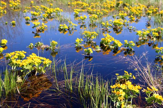 many spring yellow flowers on bog