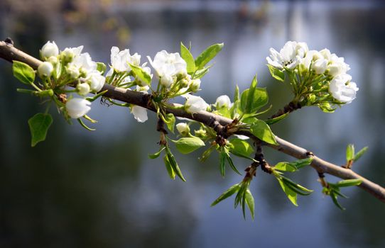 blossom apple-tree branch close-up