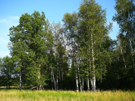 summer birch woods