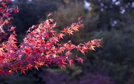 Red maple leaves spread left to right.