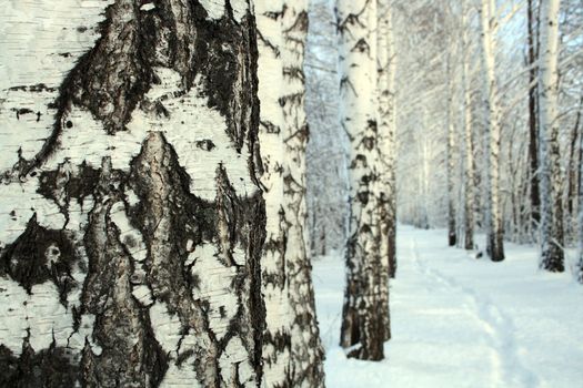 small path in winter birch wood alley