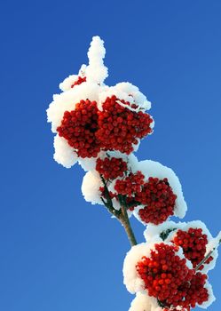 ash-berry red branches under snow and blue sky