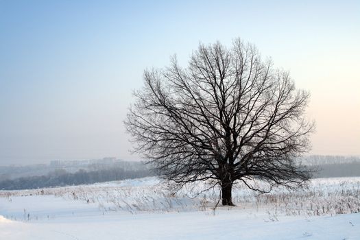 winter landscape with bare tree
