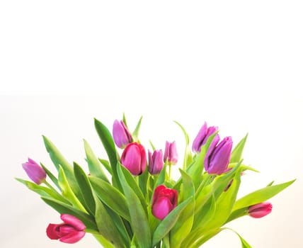 tulips in white background