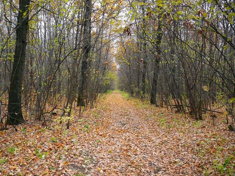 wilderness road in autumn october forest