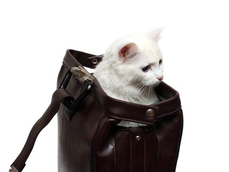 young white cat sit in brown leather case