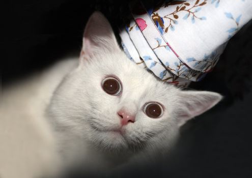 fun white cat in wardrobe