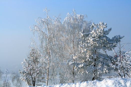 landscape with winter snow trees on hill