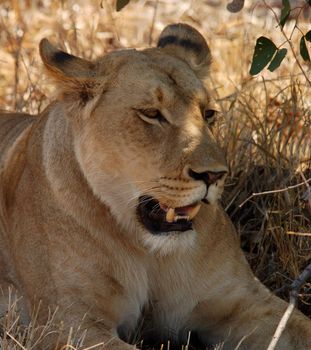 A female lion (Panthera leo) in Africa