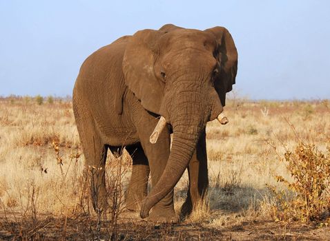 An African Elephant