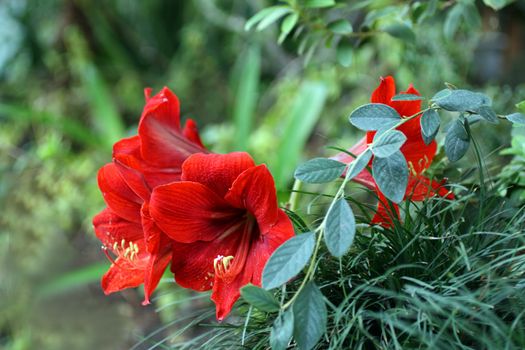beauty bright tropical red flower