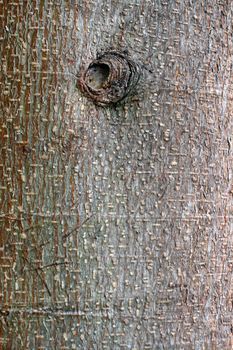 tree trunk bark close-up