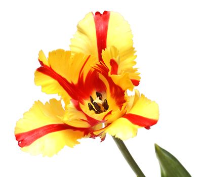 close-up view on red-yellow tulip isolated on white