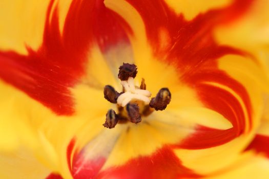 close-up view in red-yellow striped tulip