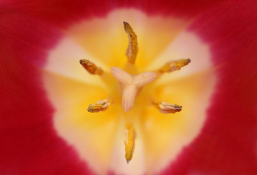 close-up view in tulip with stamens and pistil