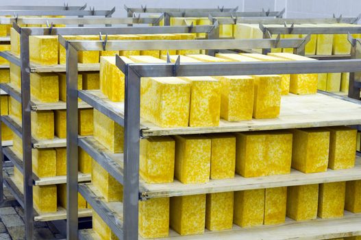 Industrial production of hard cheeses. Cheese is very tasty and healthy product