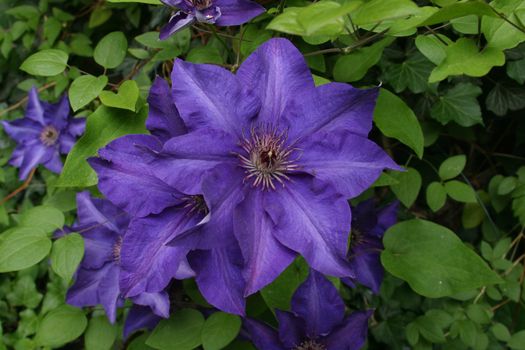 Blue flower