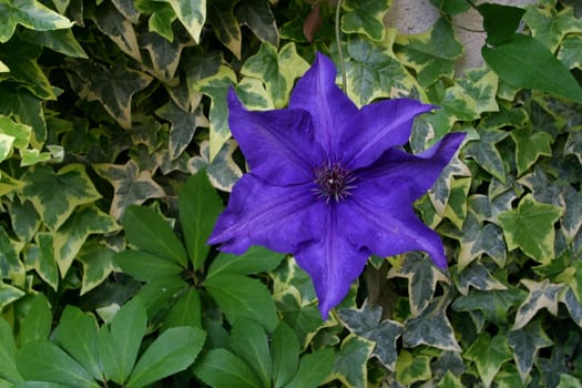 Blue flower