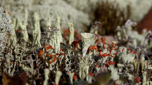 flowering moss sunlight under natural conditions