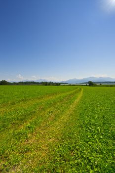 Rut on the Meadow Near Bavarian Lake Chiemsee