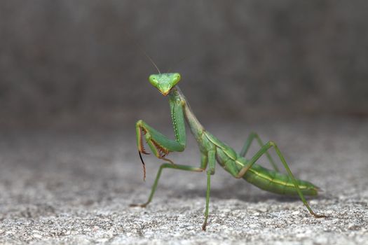 picture macro of a green mantis