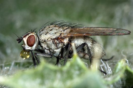 macro photography of a dirty fly