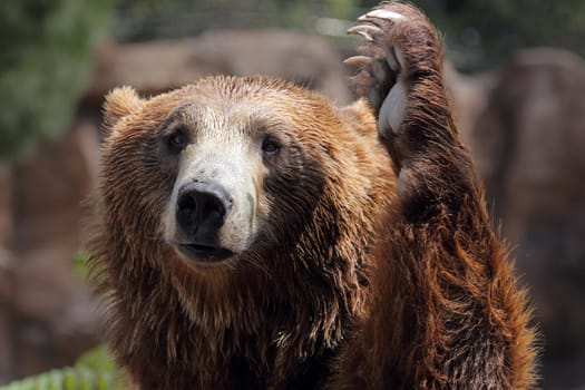 portrait of a beautiful bear