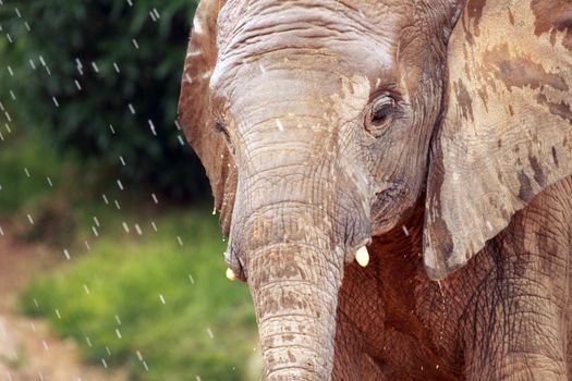 portrait of a young elephant in a rainy day