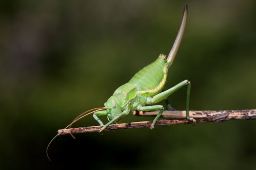 macro photography of a green cricket