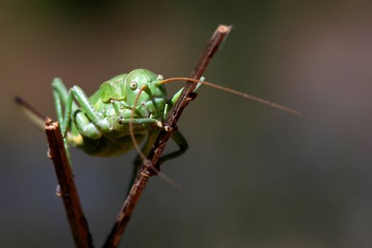 macro photography of a green cricket