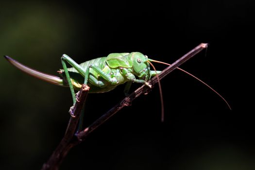 macro photography of a green cricket
