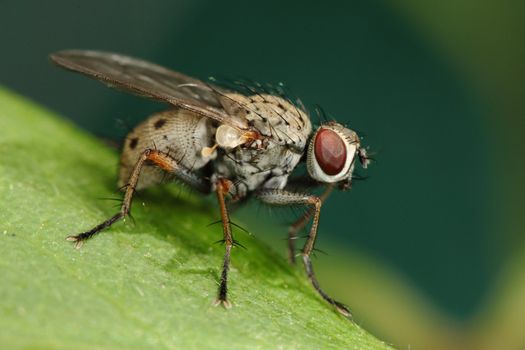macro photography of a dirty fly
