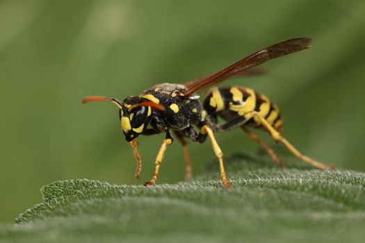 picture macro of a dangerous wasp