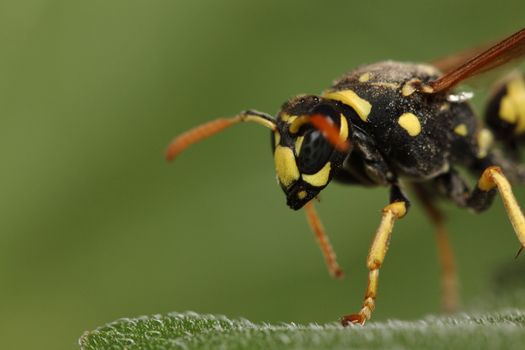 macro photo of a dangerous wasp