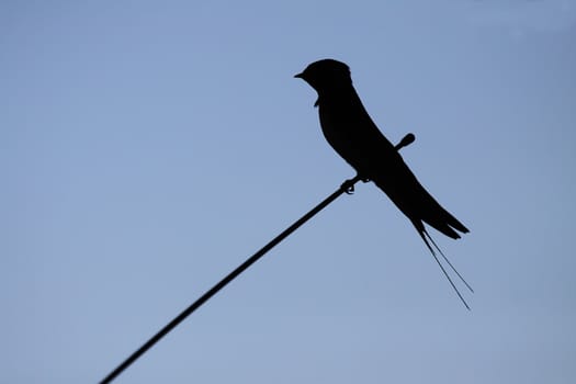 silhouette of a beautiful swallow