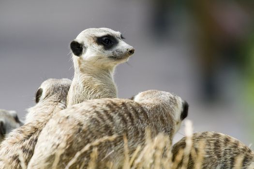 picture os a happy family of meercats