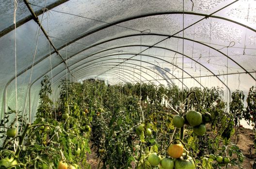 This photo present growing of tomatoes in a plastic tunnel HDR.