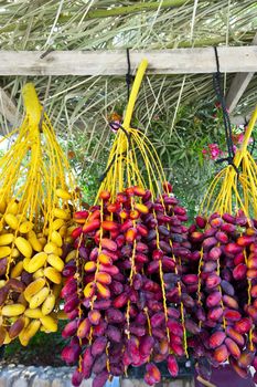 Multi-colored Dates in the Israeli Market