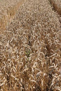 Golden Wheat field