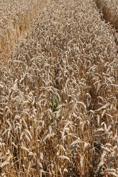 Golden Wheat field