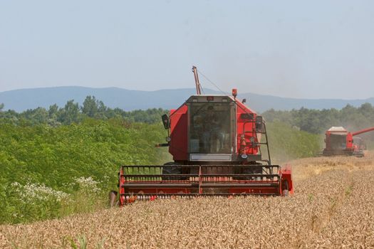 Combine harvesting wheat