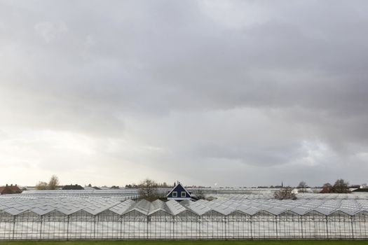 green house between greenhouses near Den Haag