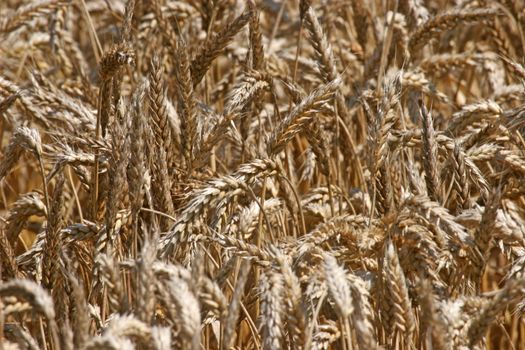 Golden Wheat field