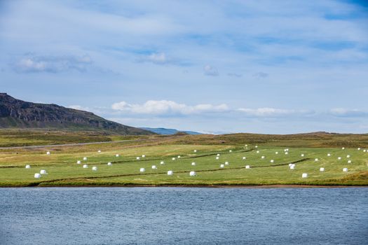 Hay bales in white plastic on the meadow. Iceland
