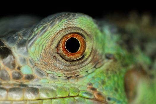 A macro of a fantastic green iguana eye