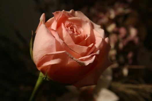 Red rose