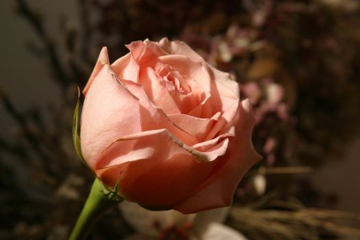 Red rose