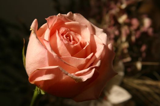 Red rose
