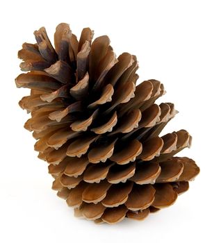 Pine cone isolated on white